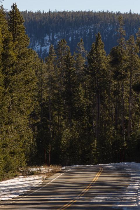 Lodgepole pines lining the roadways of Yellowstone National Park