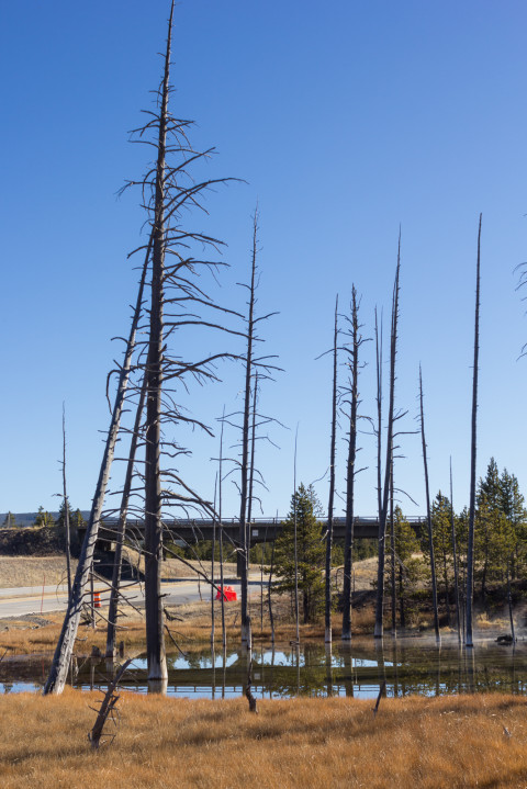 Standing dead Lodgepole Pines along the highways